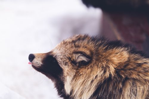 Free Close-up of a raccoon dog in snowy Asahikawa, Japan, showcasing its warm fur in winter. Stock Photo