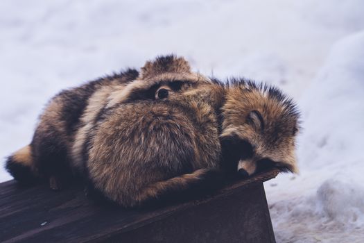 Two adorable red pandas snuggle in the snow in Asahikawa, capturing a calm winter scene.