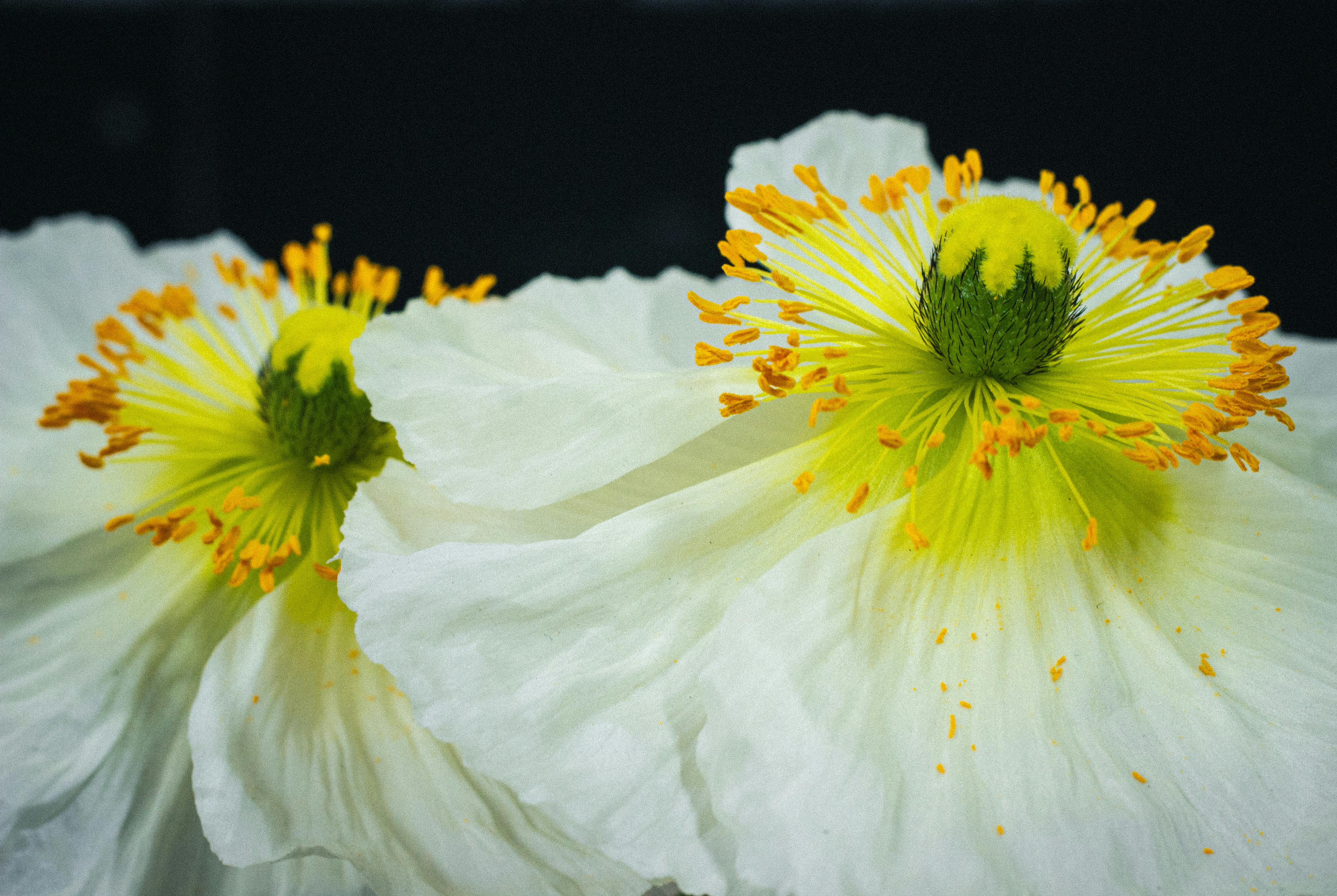Detailed view of two white poppy flowers showcasing vivid yellow stamen set against a dark background.