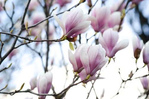 Free Elegant magnolia blossoms in full bloom on a tree in Vienna, Austria. Stock Photo