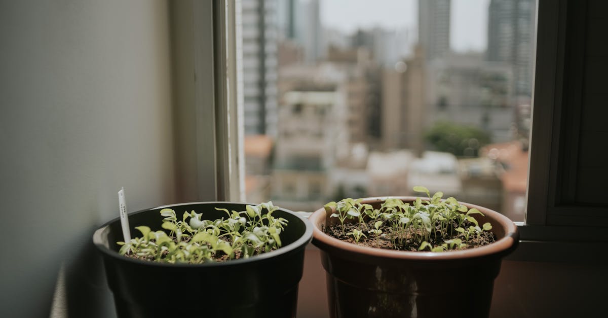 Les bénéfices du jardinage en intérieur pour réduire le stress