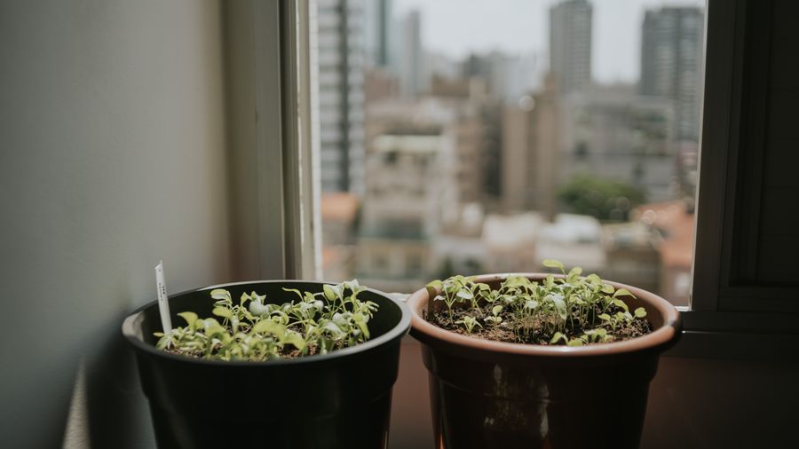 Surviving the first six weeks of an indoor herb garden