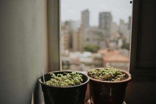 Free Potted plants on a windowsill with a blurred city skyline in the background, evoking urban tranquility. Stock Photo