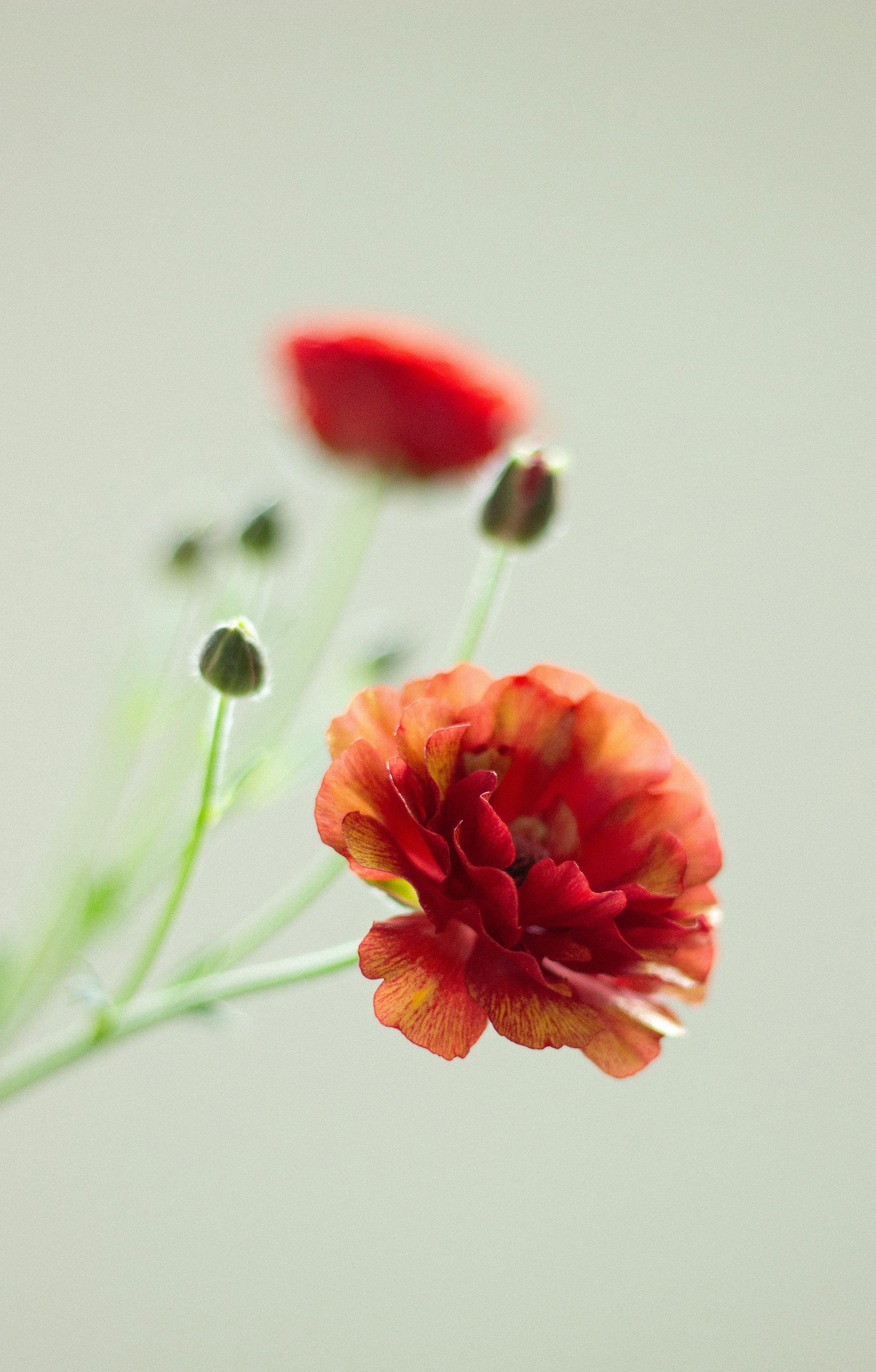 Beautiful close-up of a red ranunculus blossom on a minimalistic background.