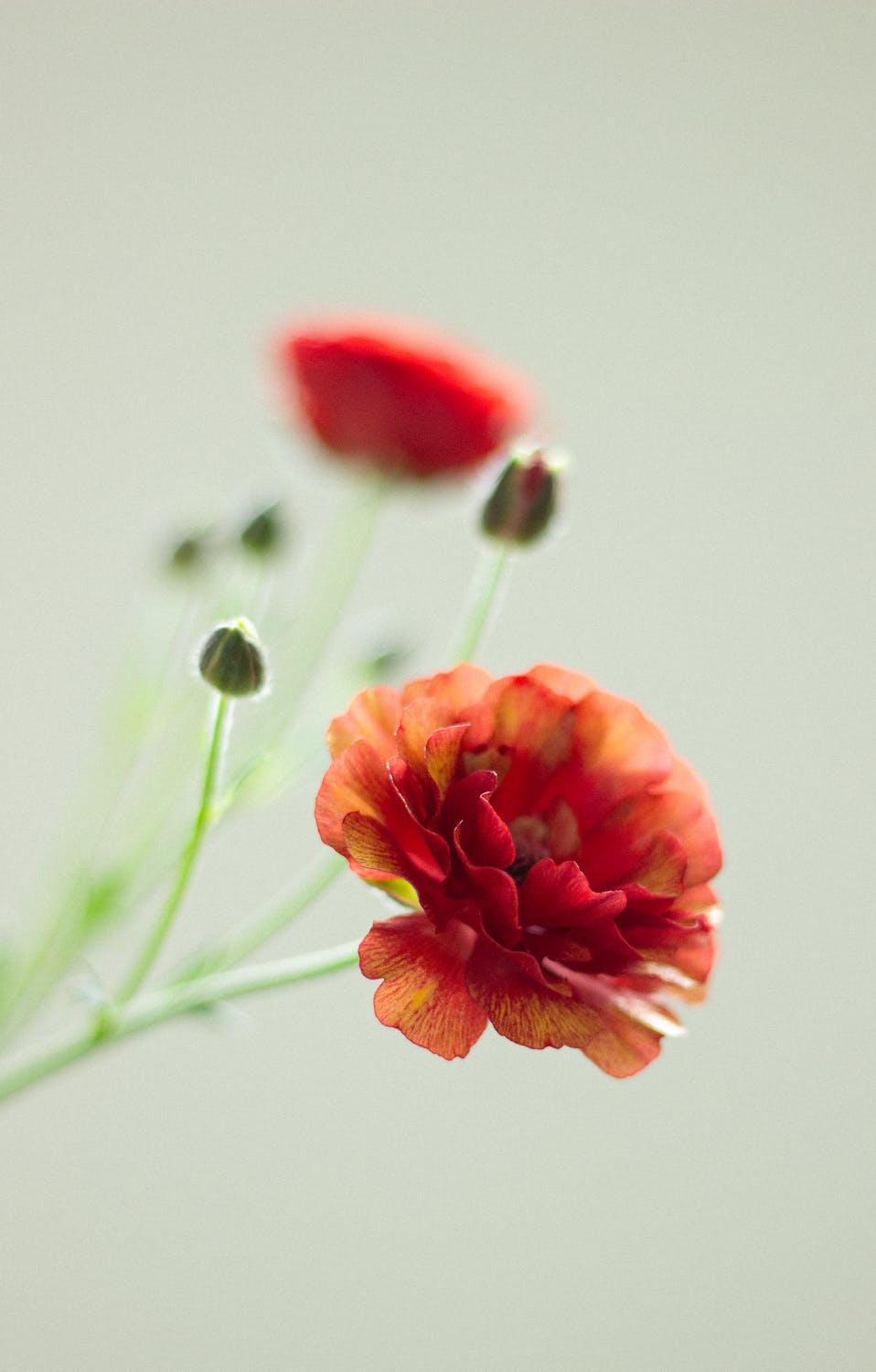 Close-up of Vibrant Red Ranunculus Flower · Free Stock Photo