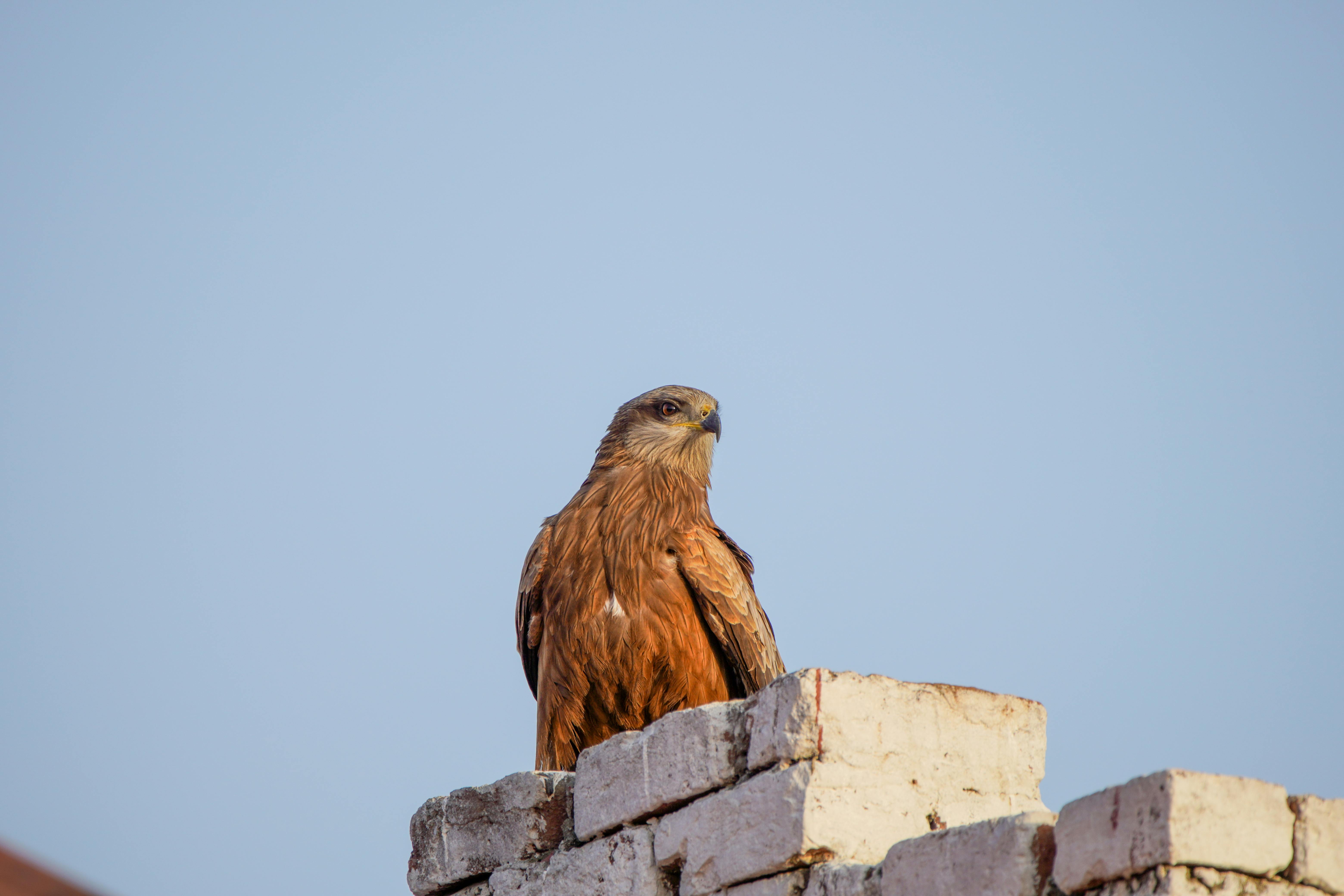 Free stock photo of eagle, imadclicks, imadclicks images pexels