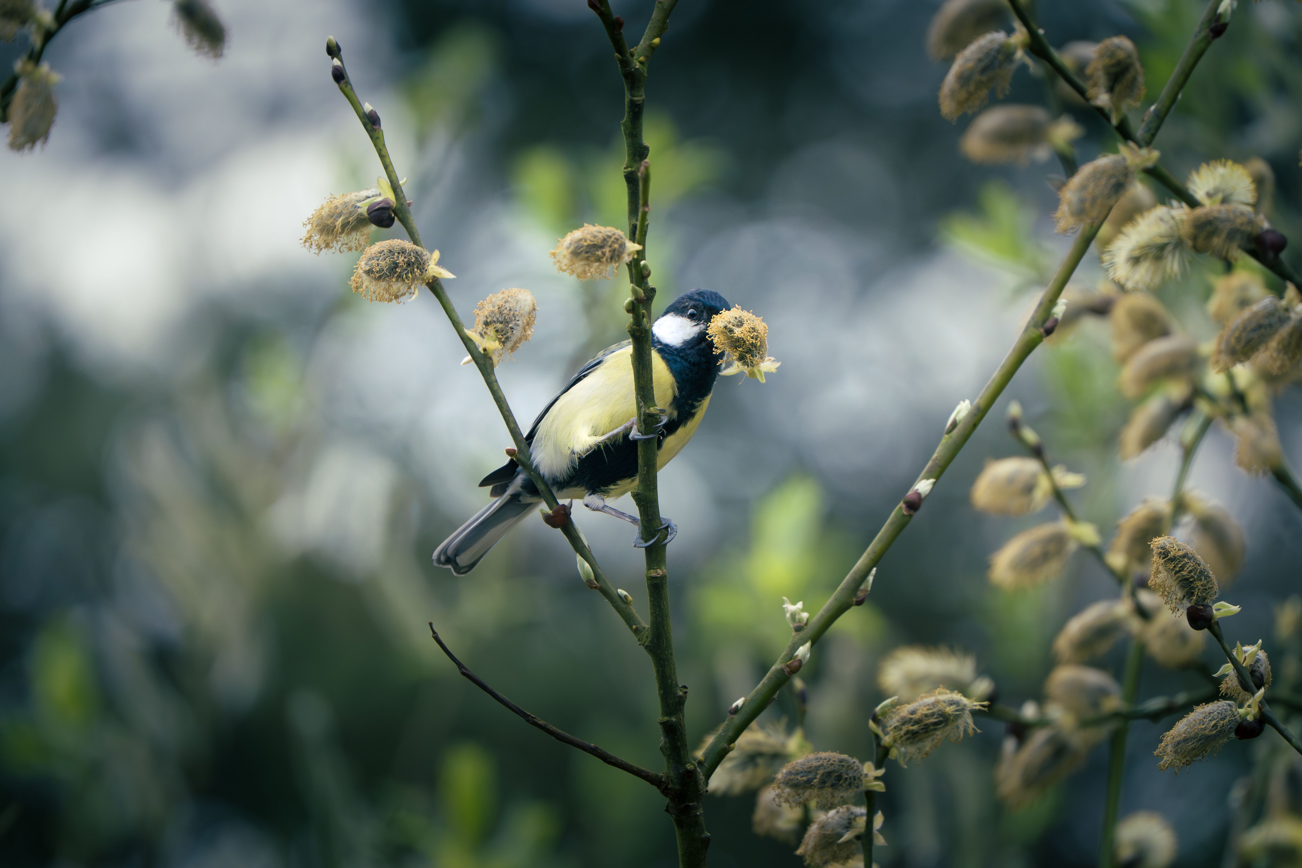 Vogels bouwen nest in stedelijke omgeving.