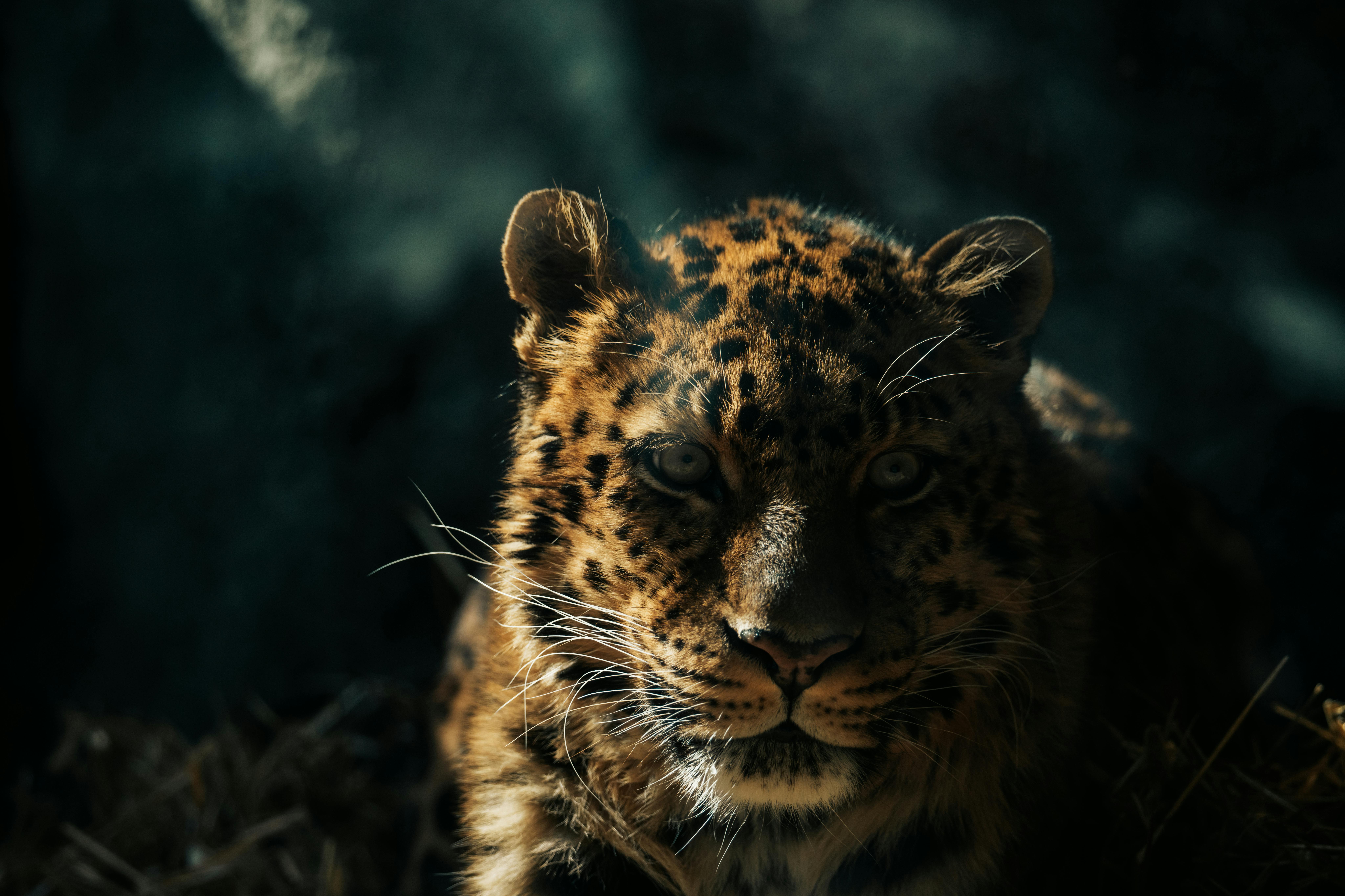 Far Cry New Dawn game guides and walkthrough — Photo by Casey Ulesich on Pexels