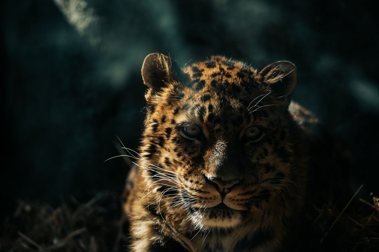 a stunning leopard captured in shadowy light showcasing its wild grace