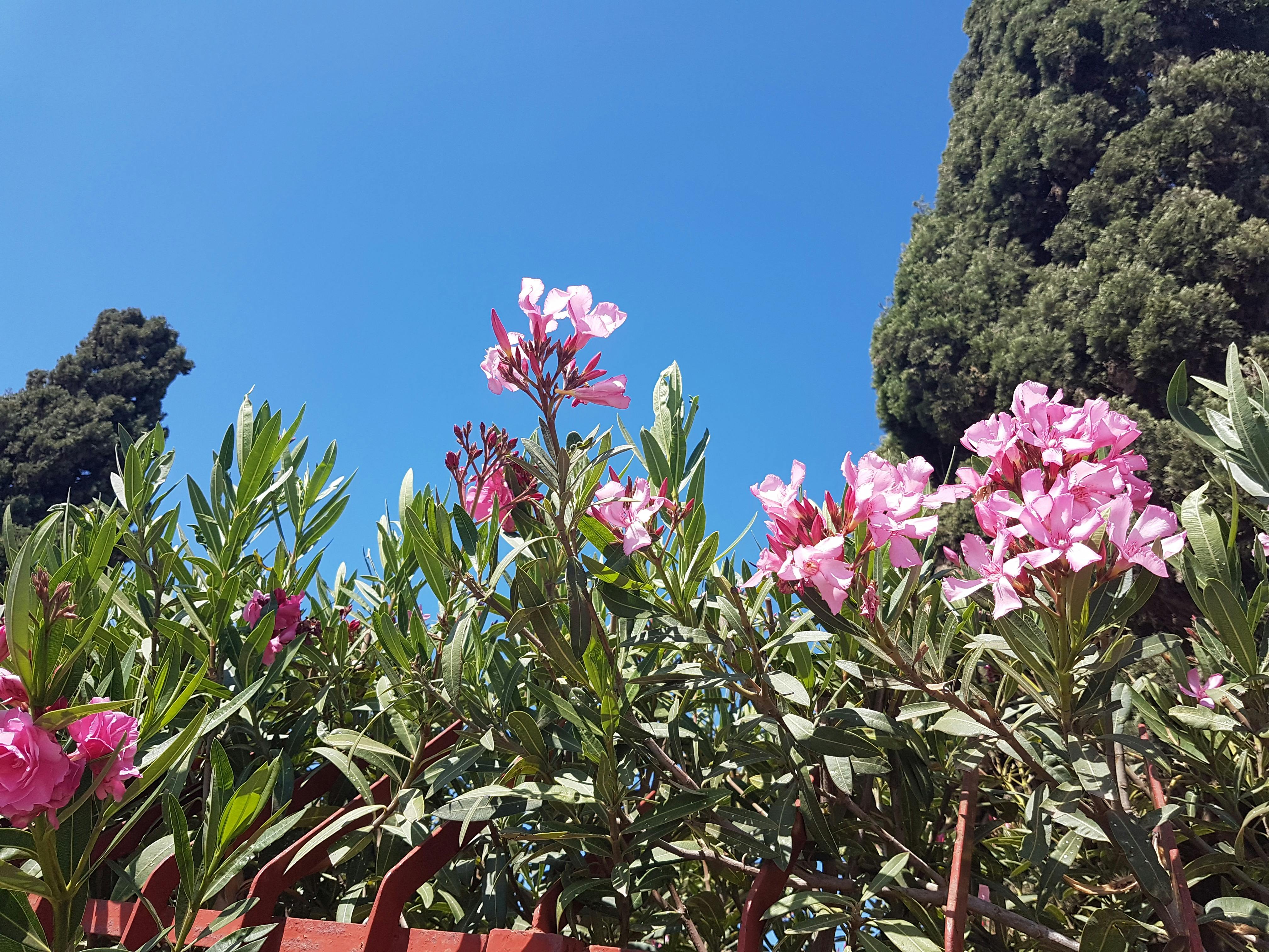 Foto Stok Gratis Tentang Bunga Gunung Bunga Tebing Bunga Bunga
