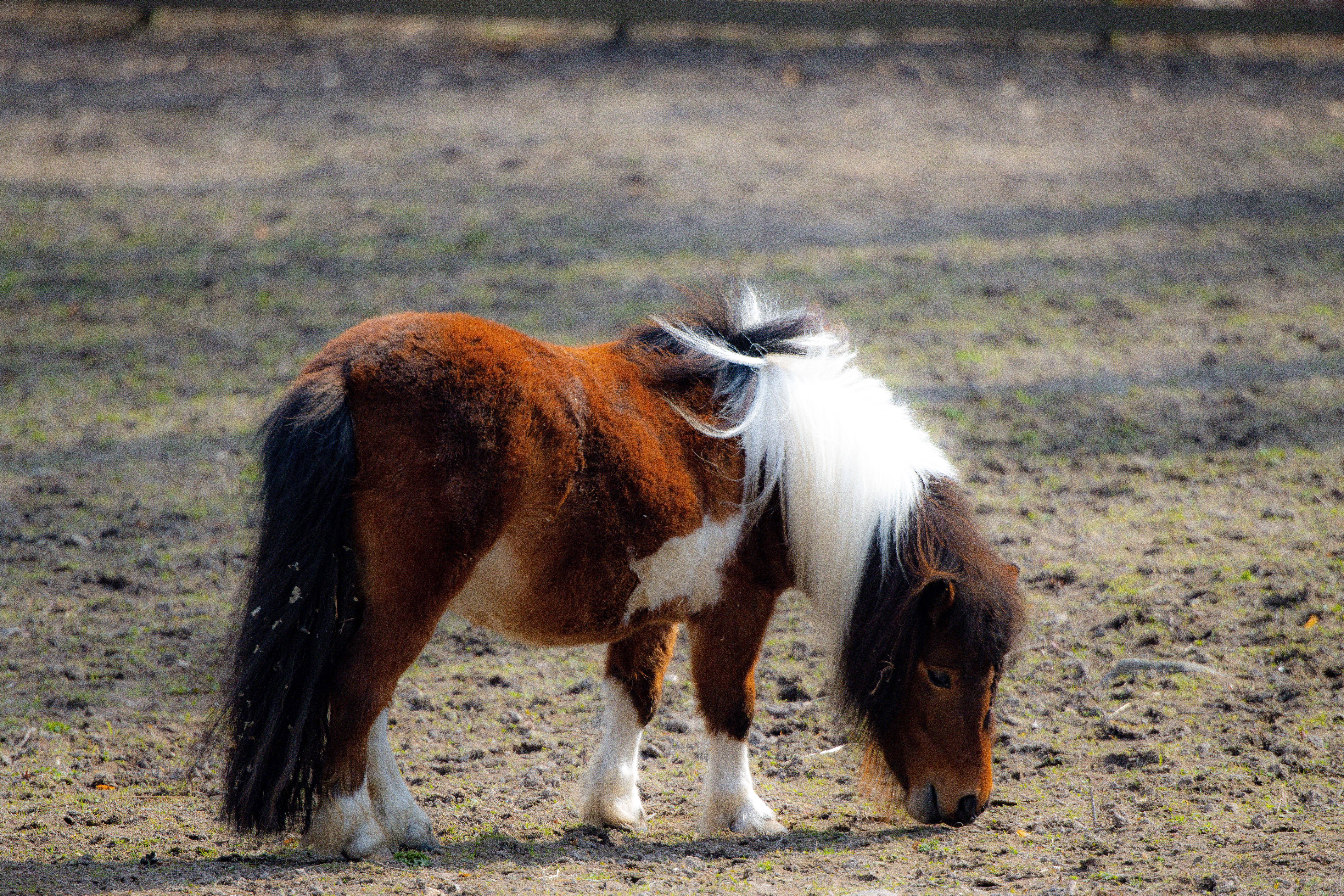 Cute Shetland Pony Grazing Outdoors in Sweden · Free Stock