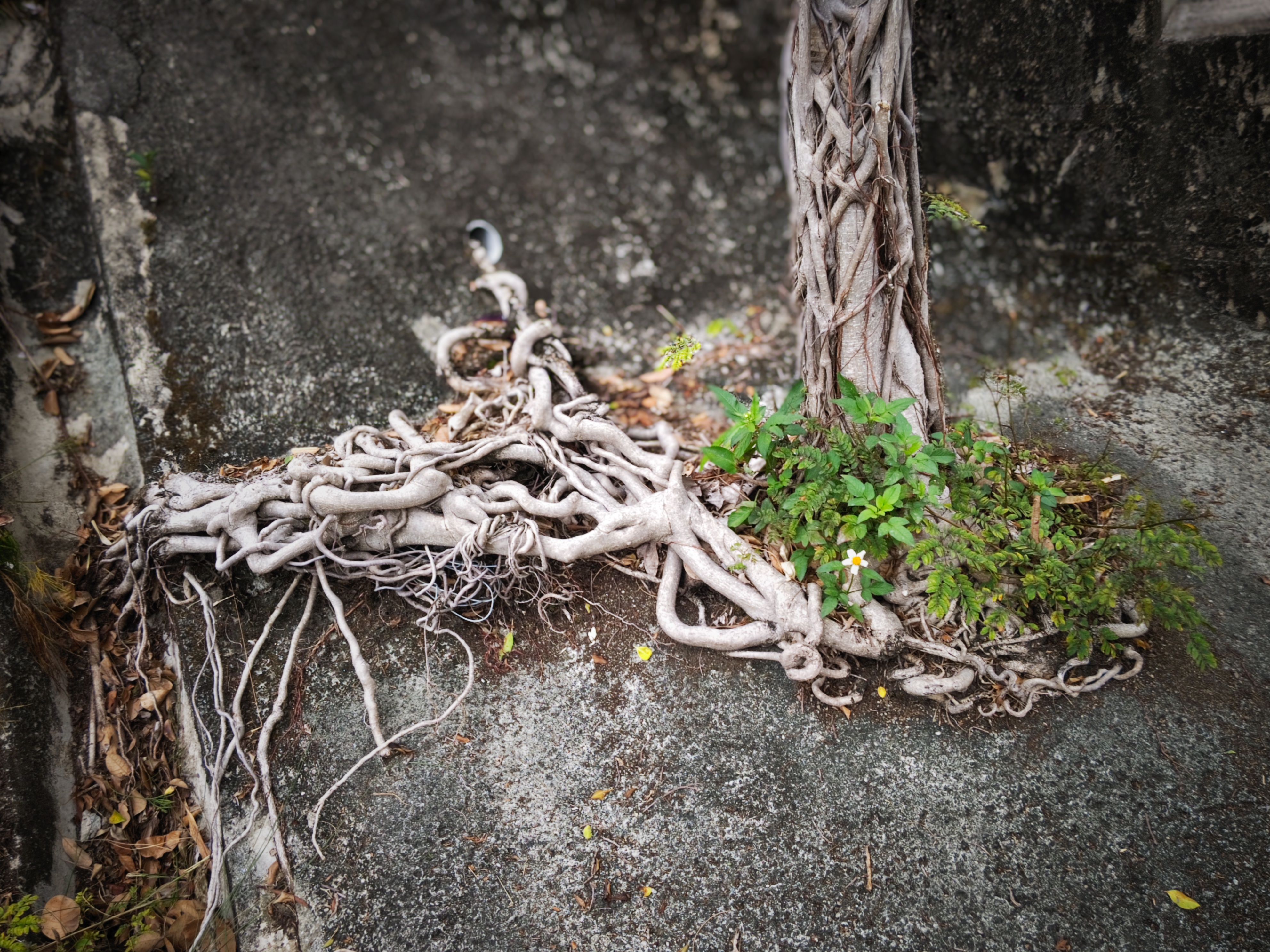 Twisted Tree Roots on Concrete in Hong Kong · Free Stock Photo