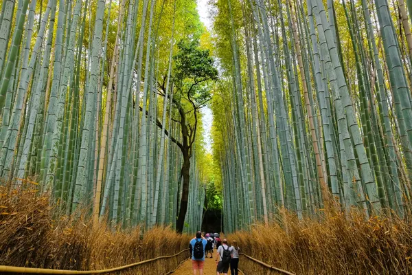 la bambouseraie d'Arashiyama