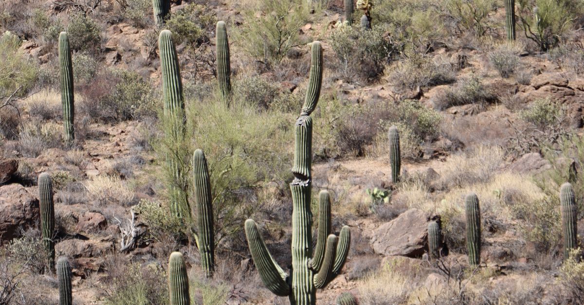 Rüyada Kaktüs Tarlası Görmek ve Dikene Batmak - Rüya Tabiri ve Anlamı - Arizona'nın Tucson kentinde ikonik Saguaro kaktüsleriyle dolu Sonora Çölü'nün uçsuz bucaksız manzarasını keşfedin.