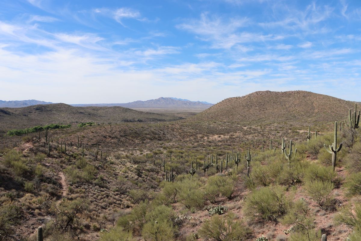 Saguaro cacti in Vail, Arizona