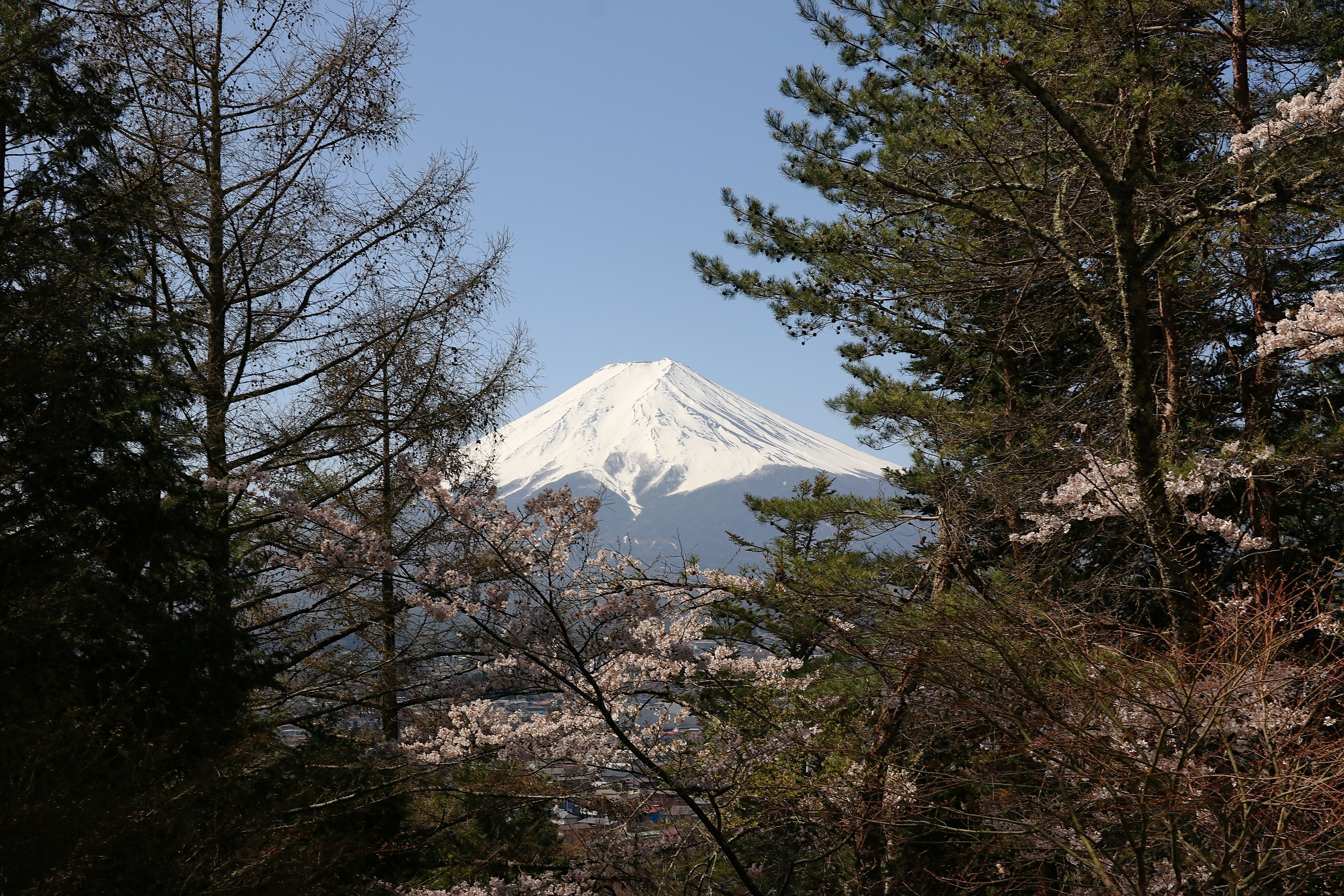 Snow-covered Mount Fuji in Fujiyoshida, Japan, framed by pine and cherry trees, with distant rooftops and no people in daylight