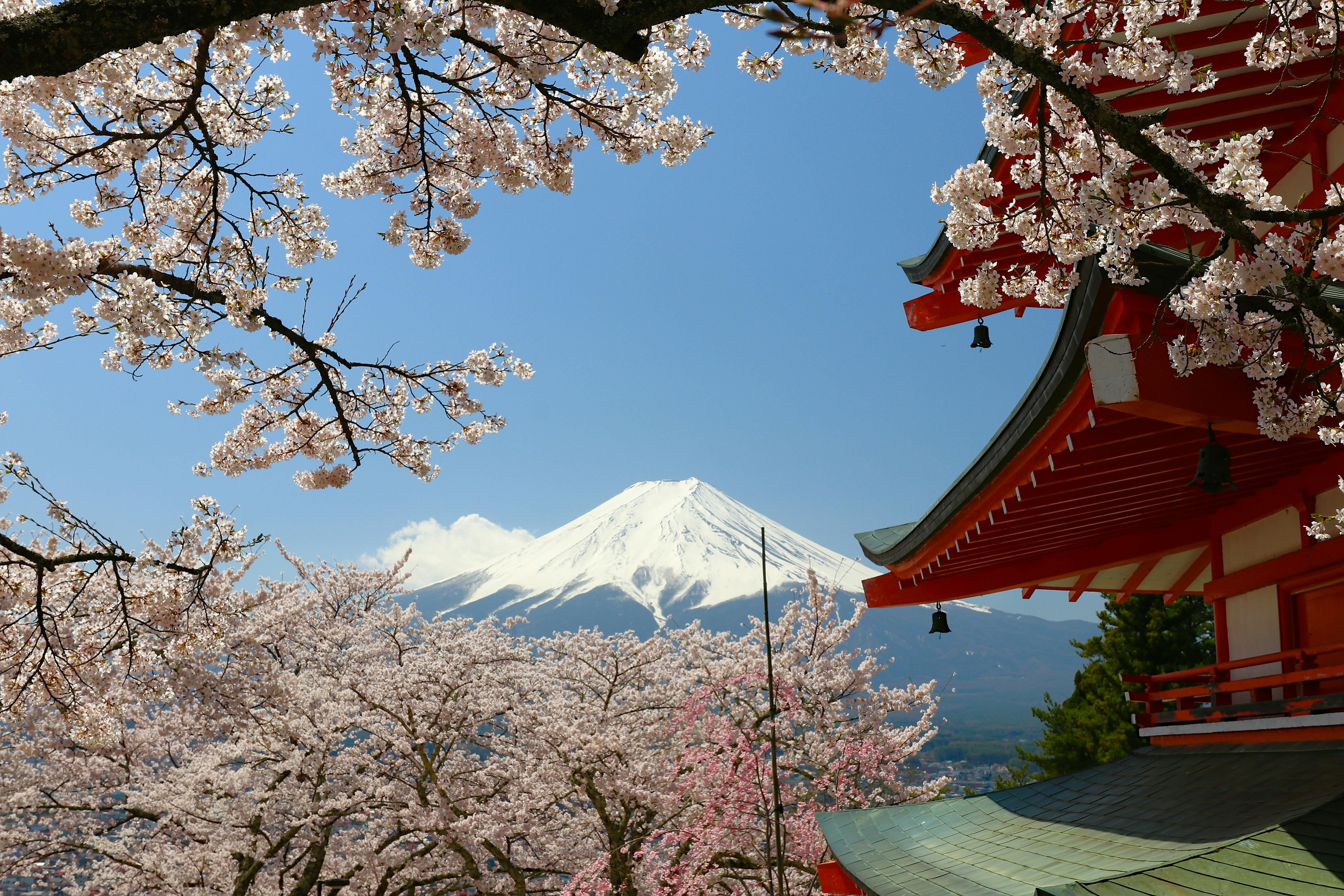 Beautiful cherry blossoms framing Mount Fuji and Chureito Pagoda in spring, Fujiyoshida.