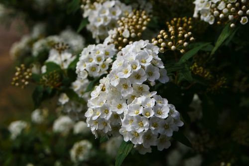 Free Explore the serene beauty of white flowering spirea in a lush outdoor garden setting. Stock Photo