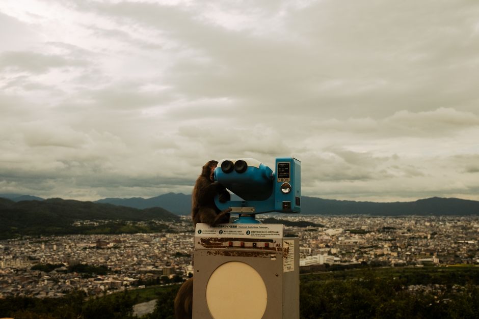 A Japanese macaque looks through binoculars over the cityscape of Kyoto, Japan.