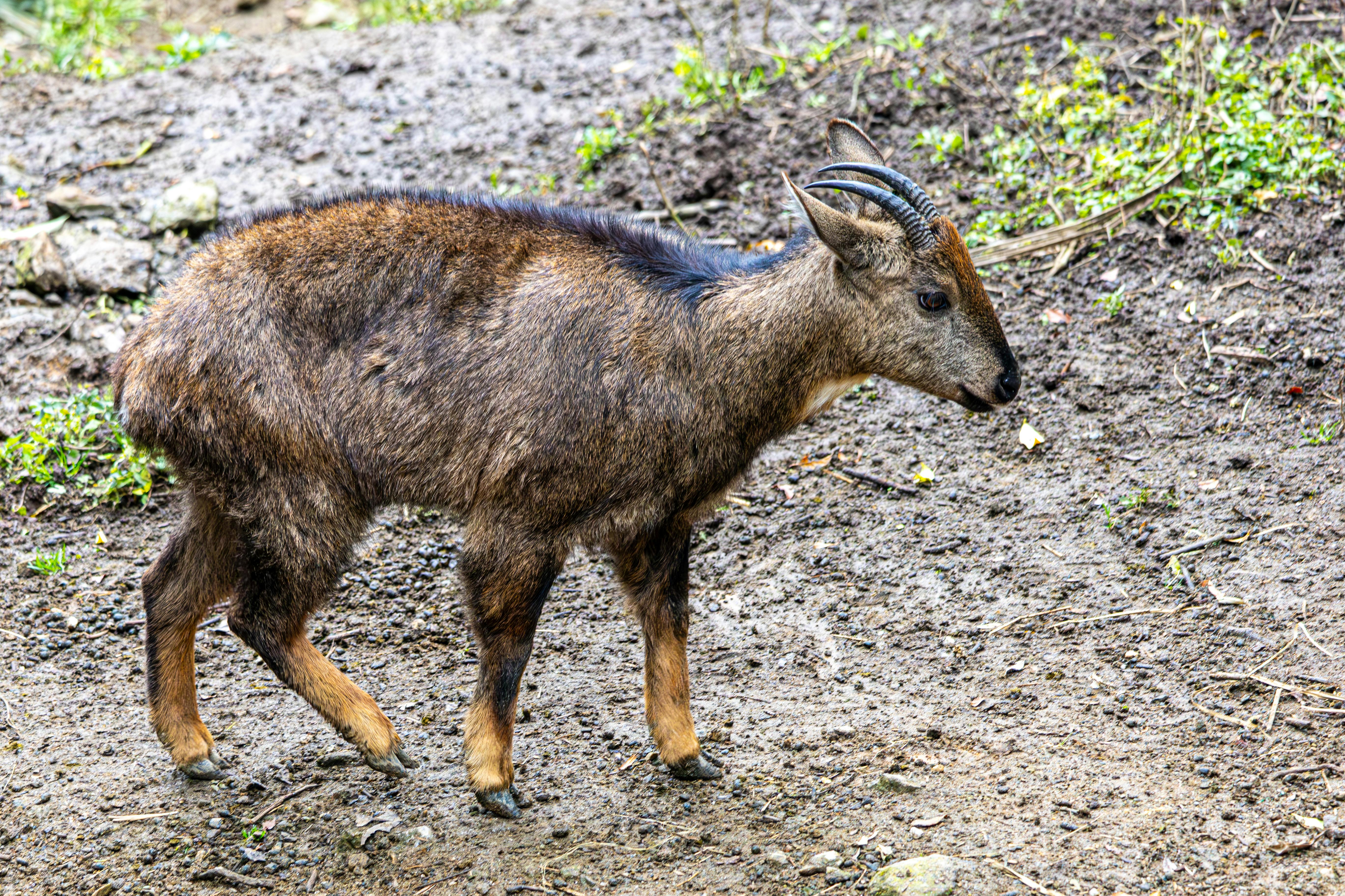 Gratuit Un Tahr de l'Himalaya se tient sur un sol rocheux, mettant en valeur sa fourrure épaisse et ses cornes courbées. Photos