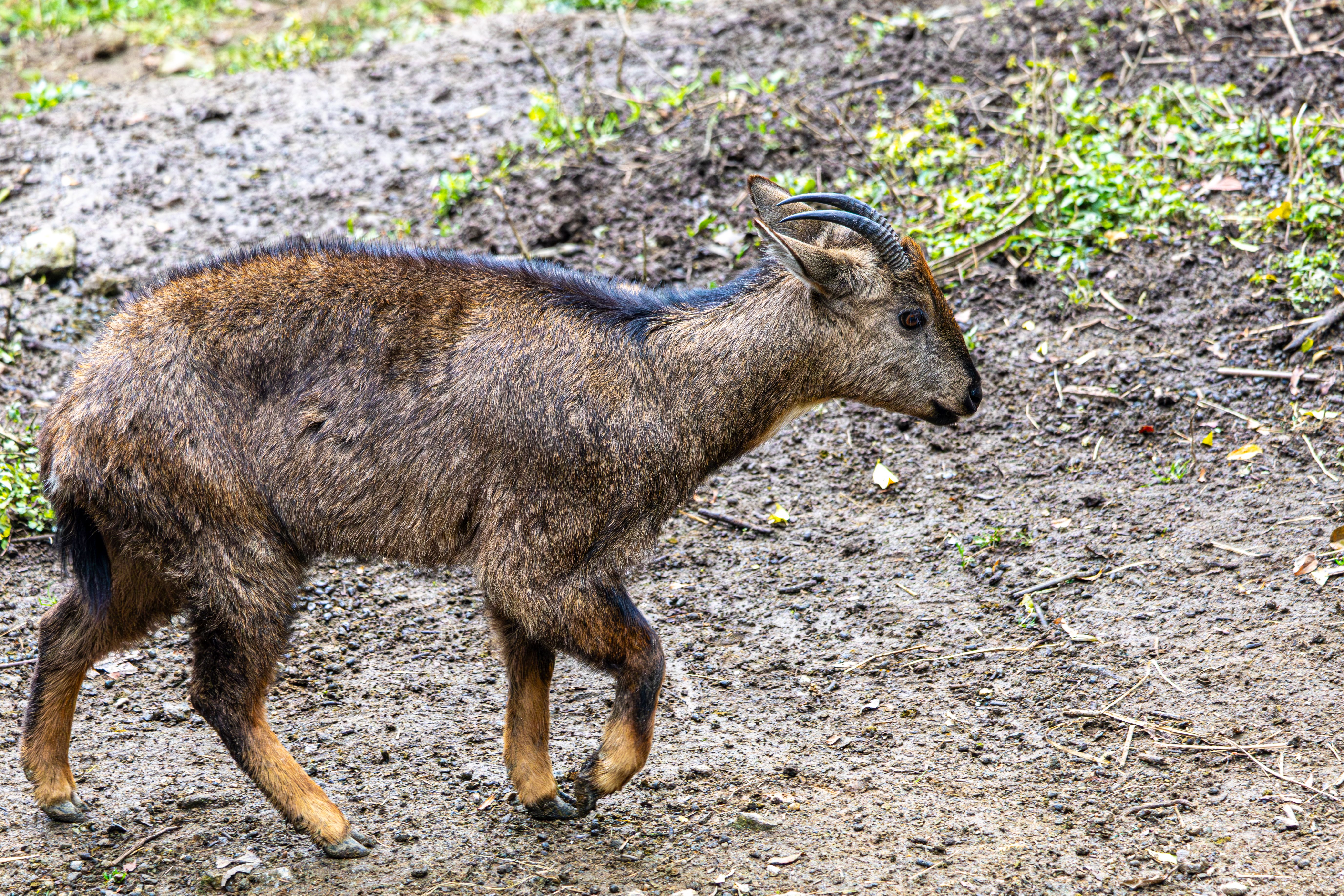 Young Himalayan Goral Walking on Rocky Terrain · Free Stock Photo