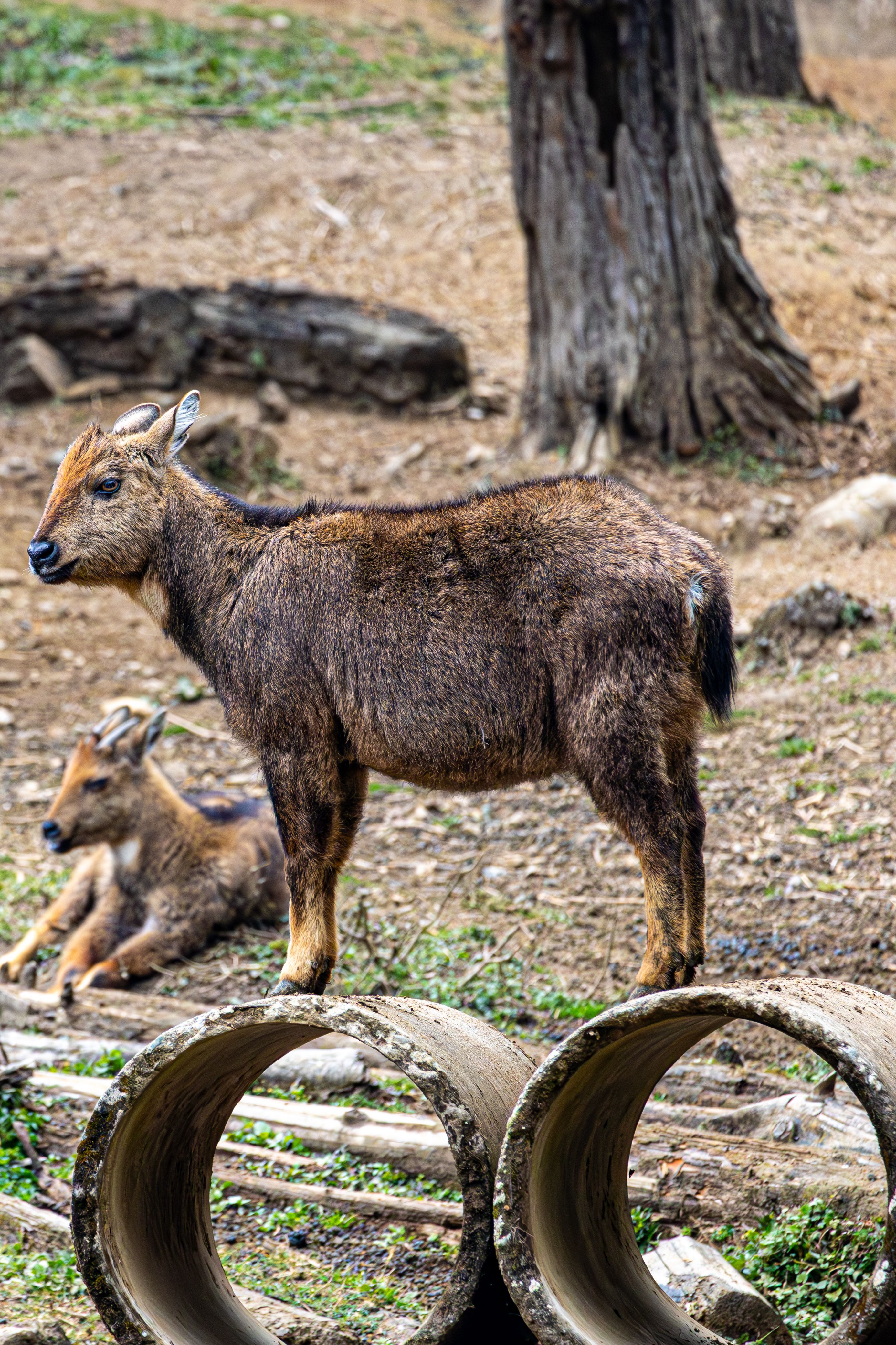 Young Himalayan Goral Standing Outdoors in Zoo · Free Stock Photo