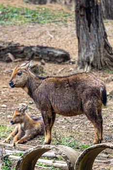 Two young gorals standing and resting in a forest-like habitat.