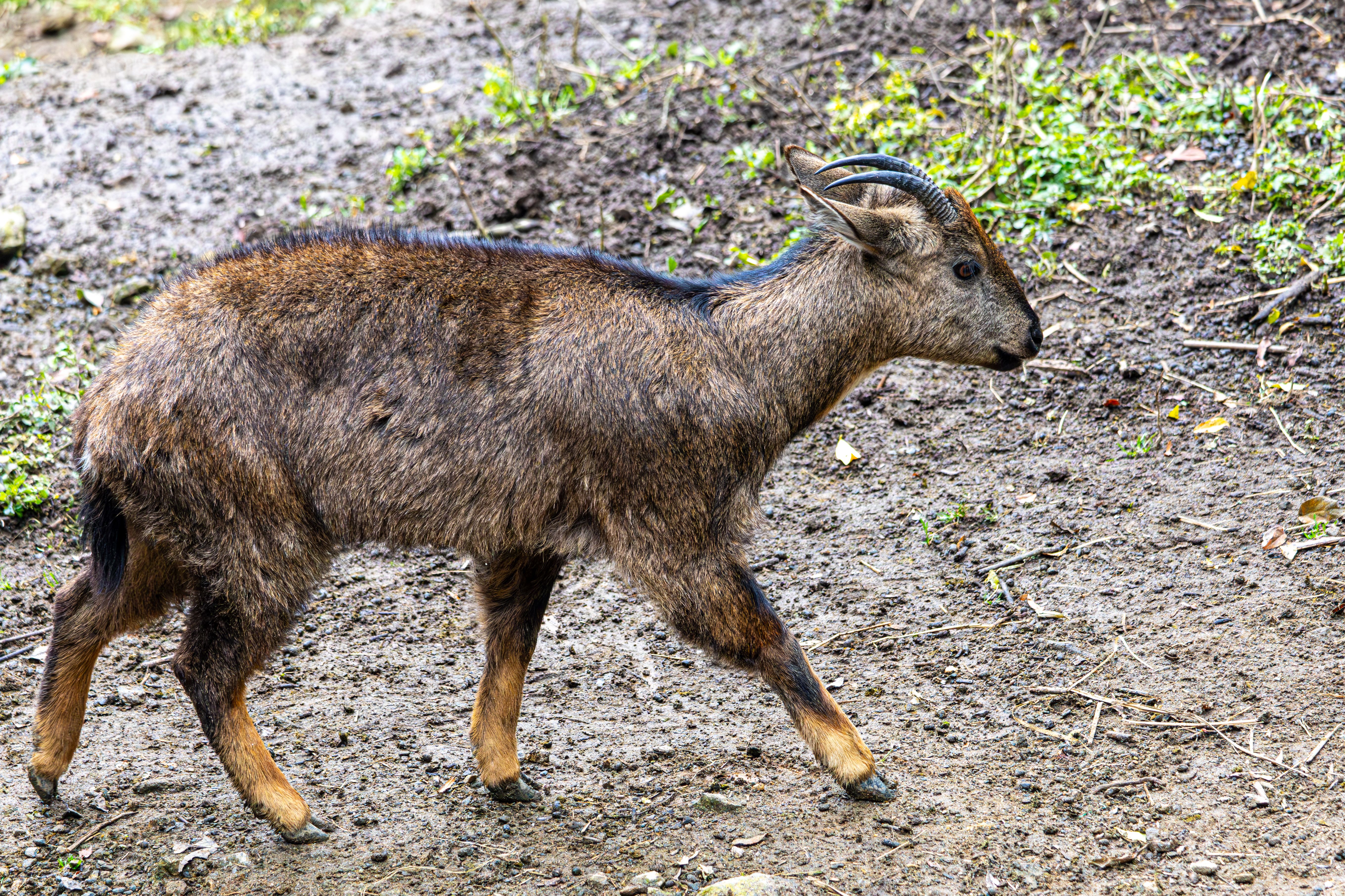 Mishmi Takin spotted near Bakuchaang in Sikkim after nearly 30 years