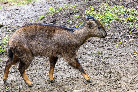 Mishmi Takin Spotted In Sikkim After 30 Years