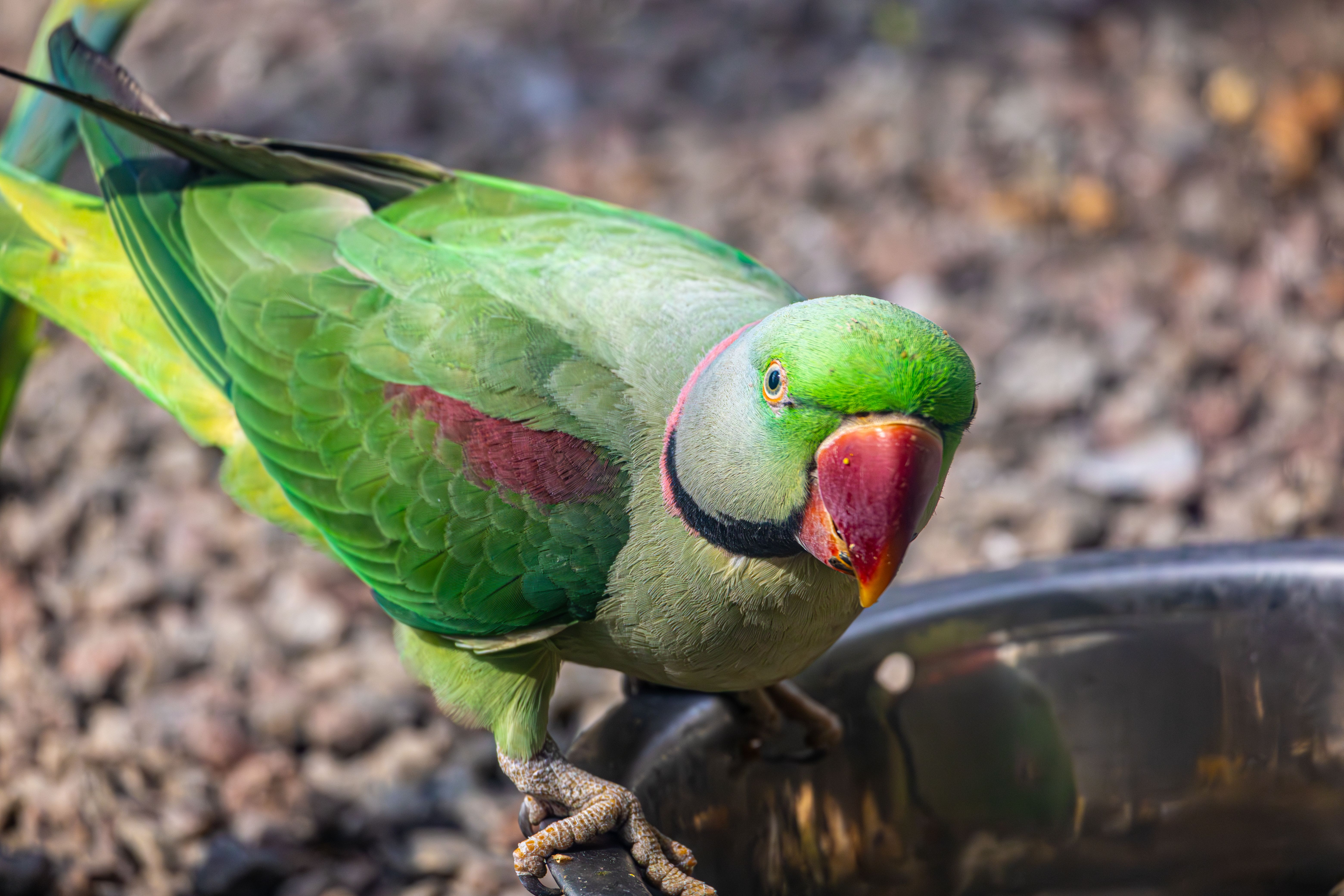 Close-up of Vibrant Green Parrot Outdoors · Free Stock Photo