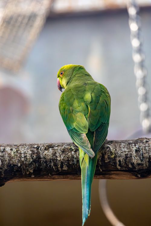 Free Vivid green parrot sitting on a tree branch, showcasing its vibrant colors and plumage. Stock Photo