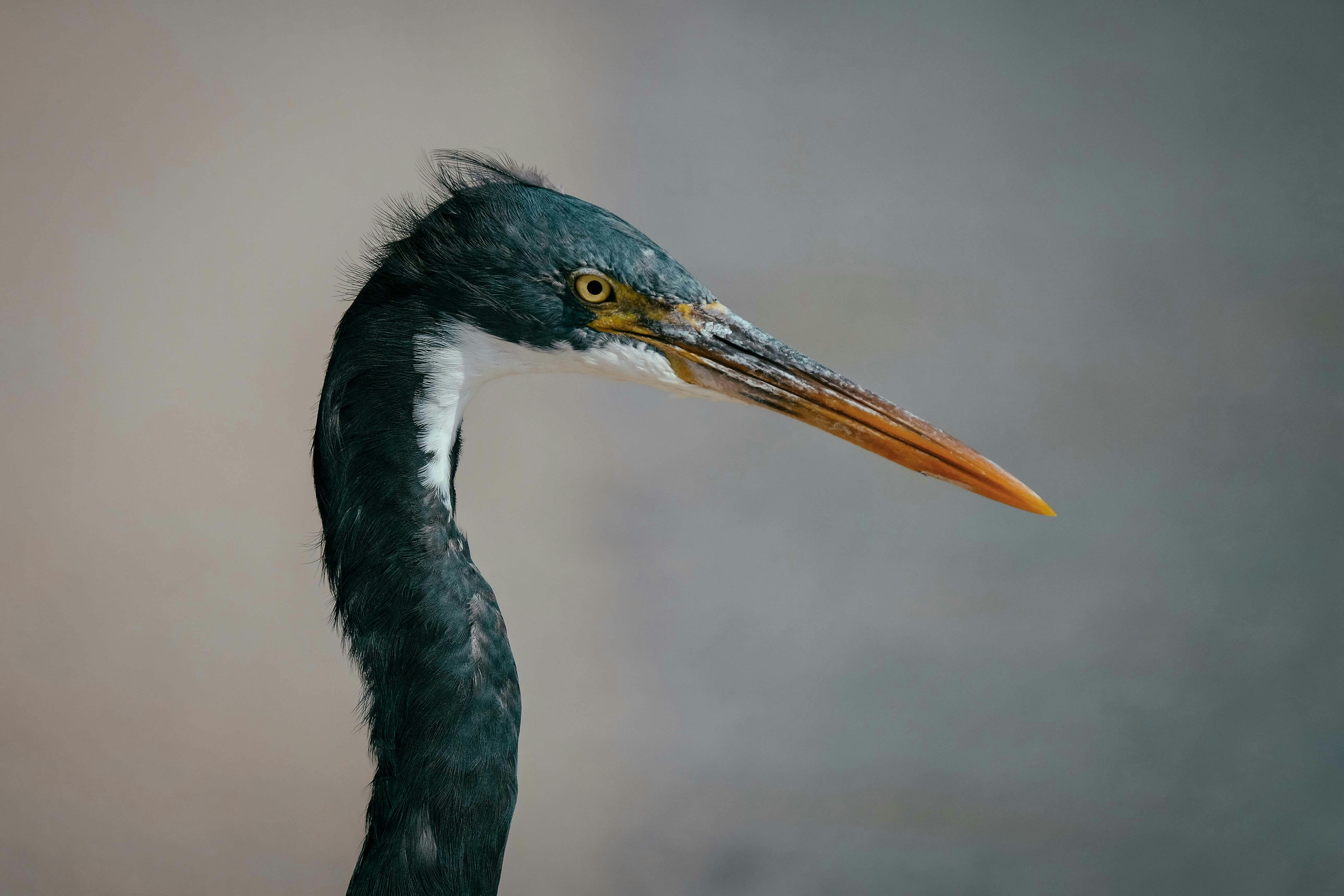 A close-up side view of a heron highlighting its sharp beak and striking feathers.