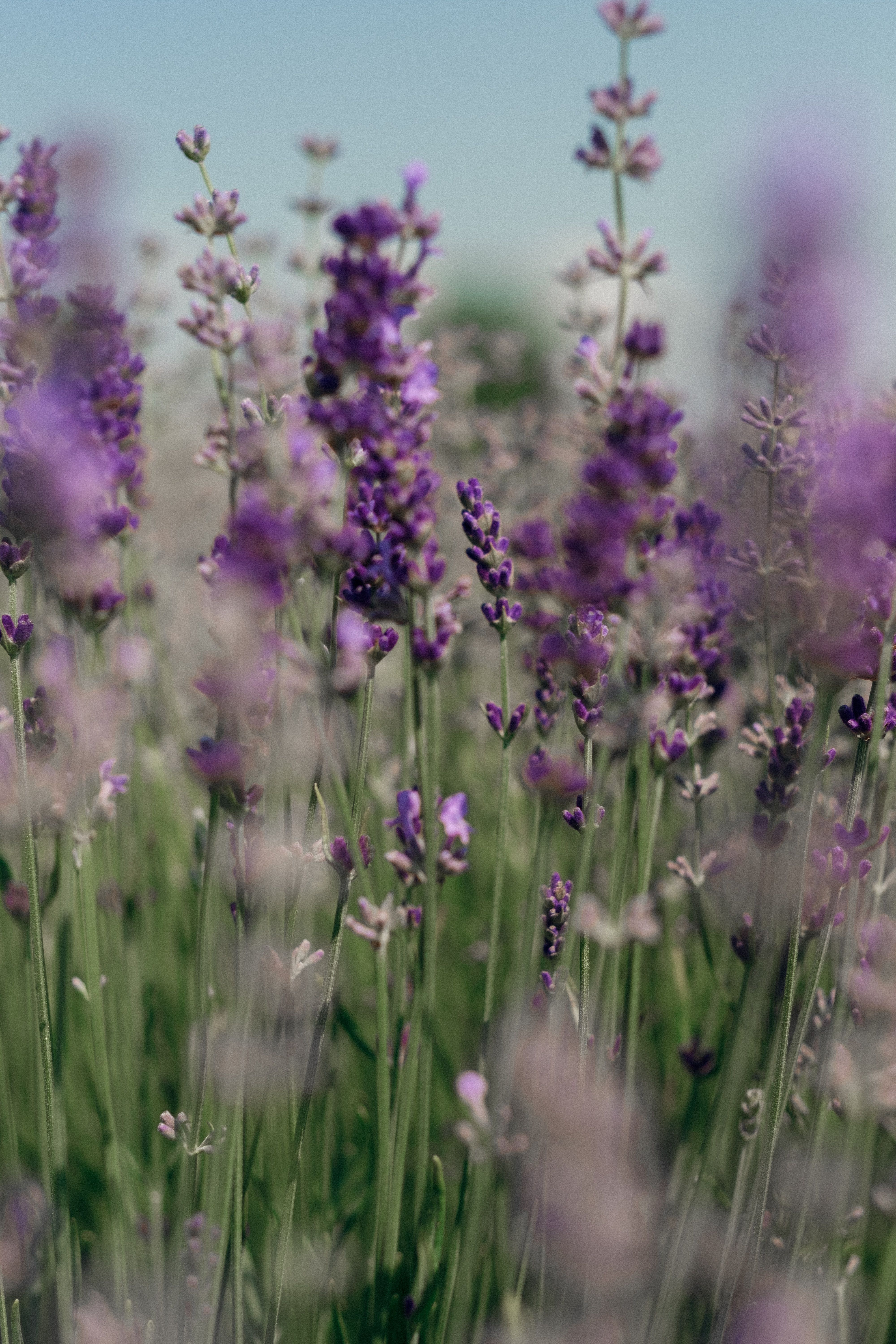 Close-up view of a blooming lavender field, capturing vibrant purple flowers during summer.