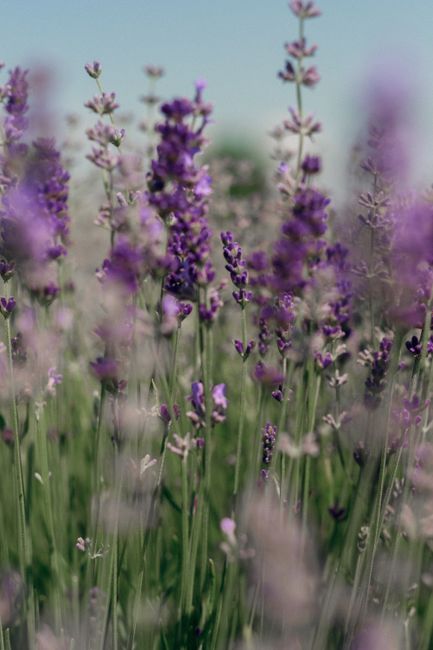 Close-up view of a blooming lavender field, capturing vibrant purple flowers during summer.