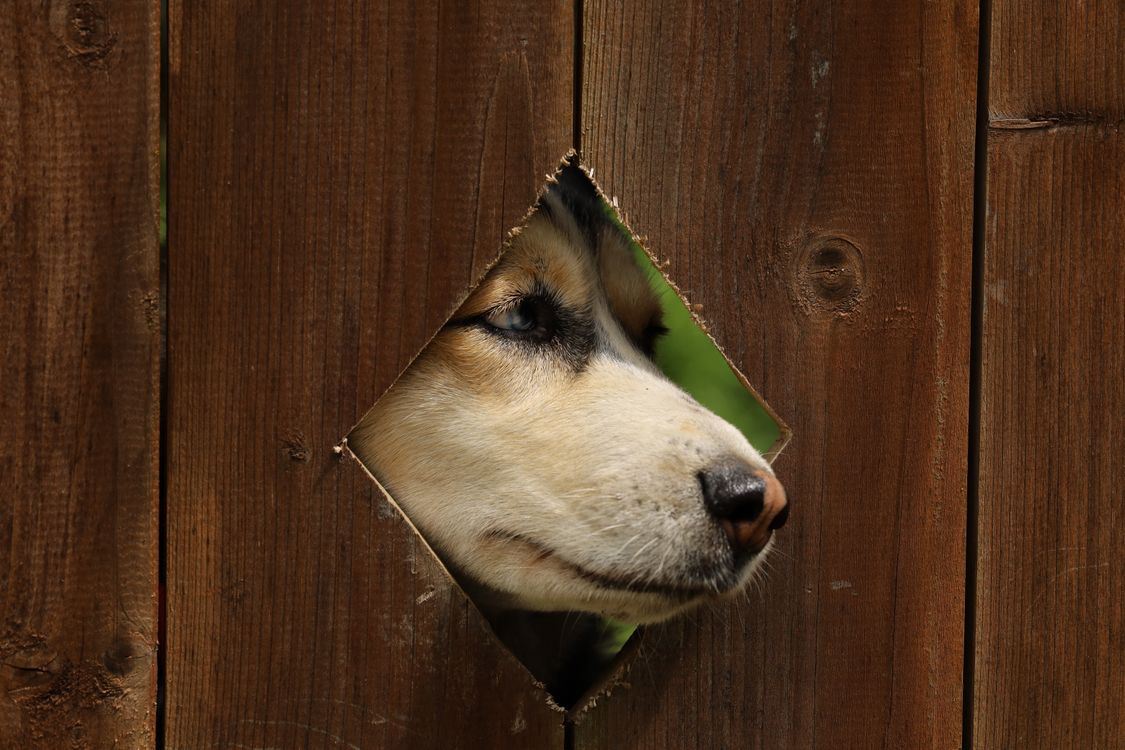 A dog curiously peeks through a diamond-shaped hole in a wooden fence.