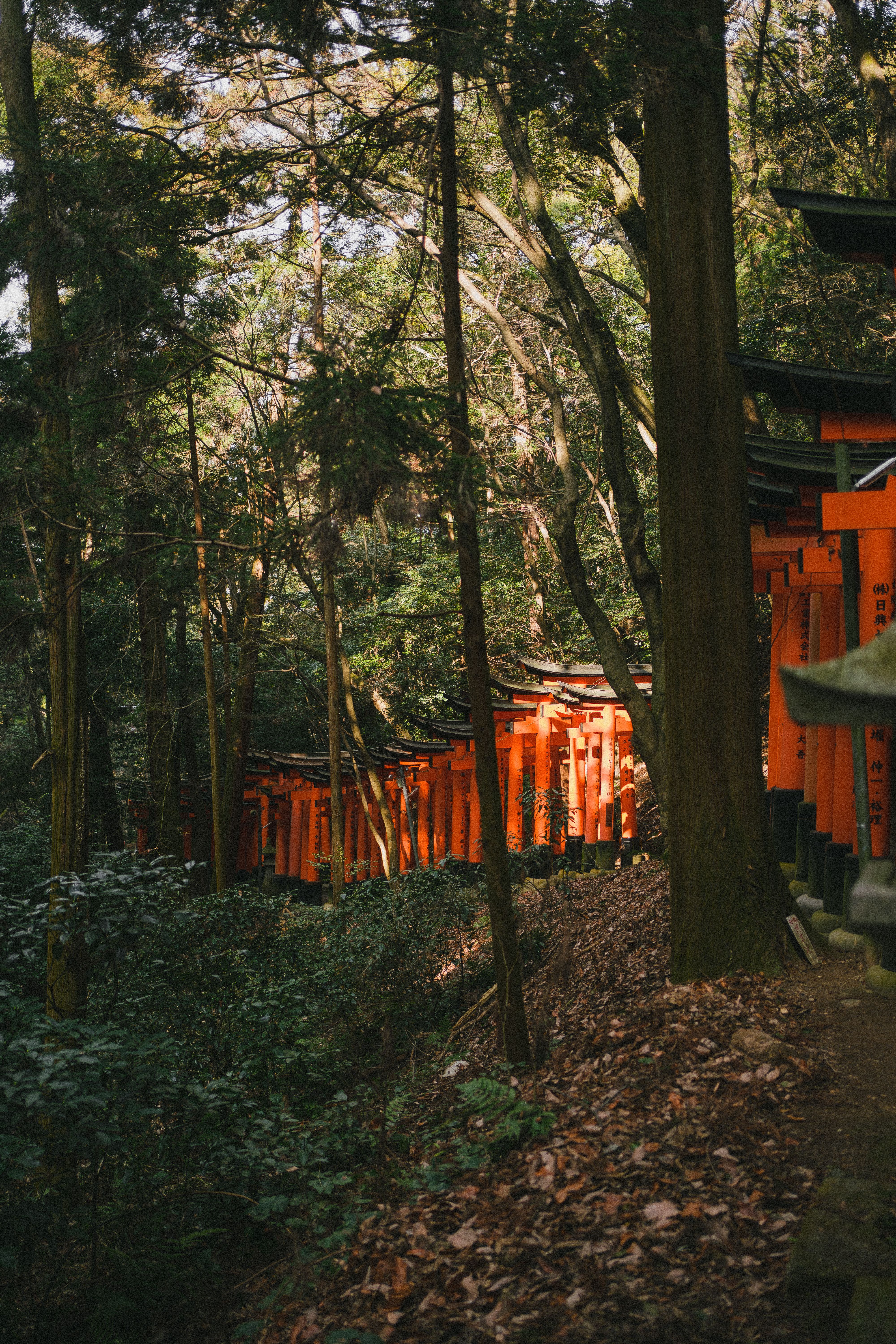 Pathway Through Fushimi Inari Shrine Torii Gates · Free Stock Photo
