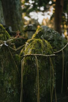 Close-up of moss-covered stones in a peaceful forest, wrapped with traditional ropes, showcasing natural beauty.