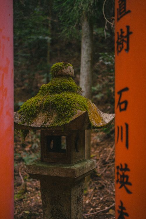 Free Moss-covered stone lantern amidst red Torii gates in a tranquil Japanese forest setting. Stock Photo