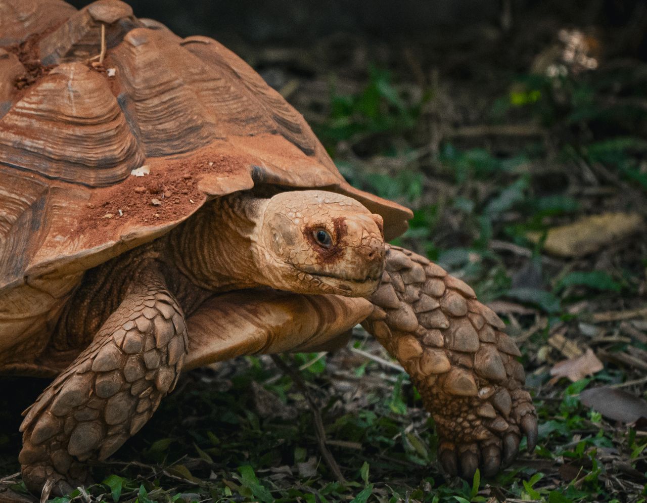 close up of a sulcata tortoise walking on grass in thailand