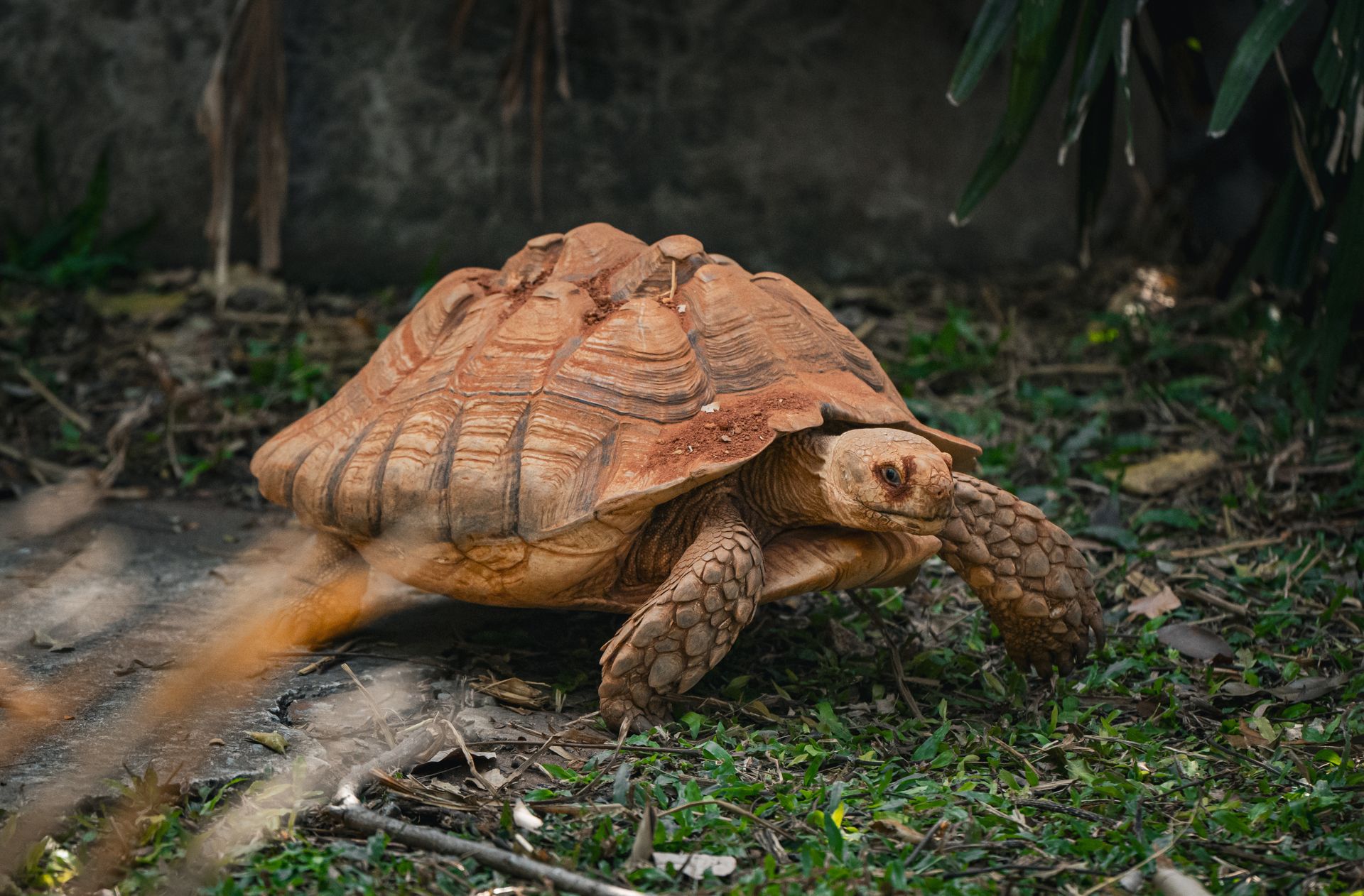 Close-up of an African spurred tortoise exploring its natural habitat in Thailand.