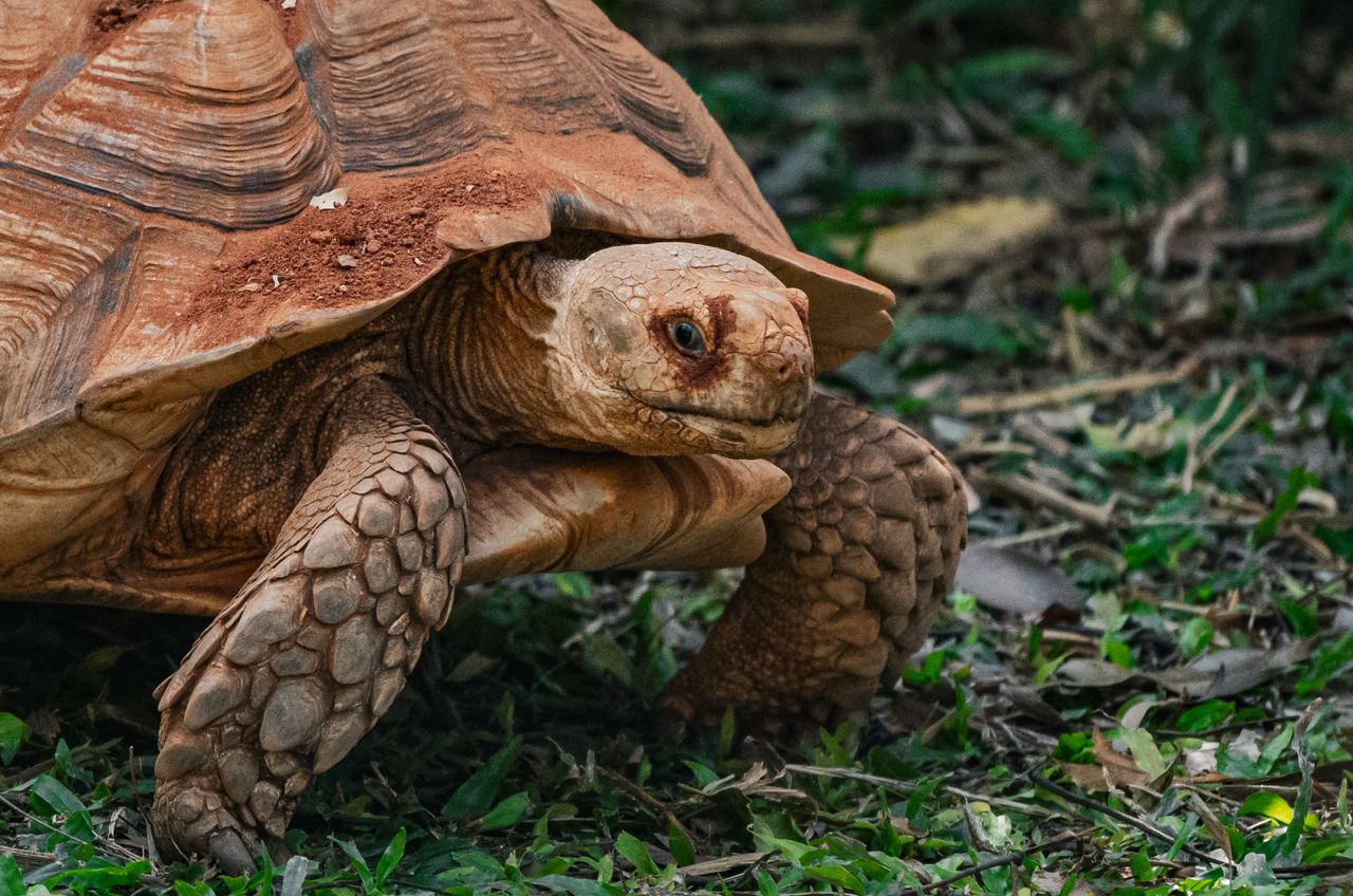sulcata tortoise roaming grass in thailand showcasing textured shell i