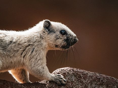 Detailed close-up of a squirrel on a rock with a warm background in Thailand.