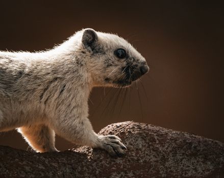 Detailed close-up of a blond squirrel perched on a rock in Thailand, showcasing its unique fur pattern and natural habitat.