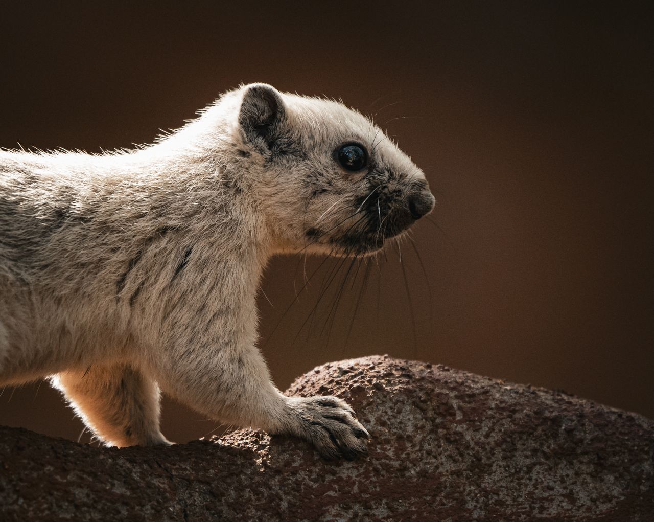 detailed close up of a blond squirrel perched on a rock in thailand sh