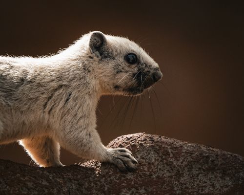 Free Detailed close-up of a blond squirrel perched on a rock in Thailand, showcasing its unique fur pattern and natural habitat. Stock Photo