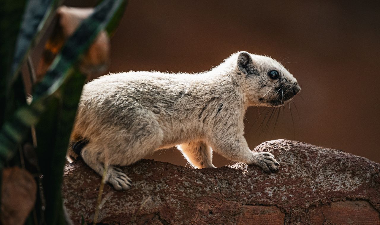 close up shot of a squirrel on a rock in thailand highlighting its nat
