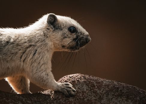Detailed side profile of a squirrel perched on a rock, set against a soft blurred background in Thailand.
