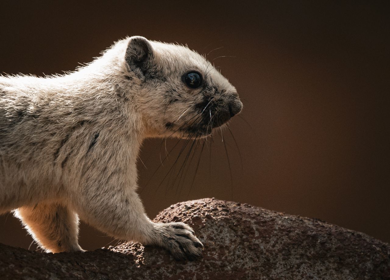 detailed side profile of a squirrel perched on a rock set against a so