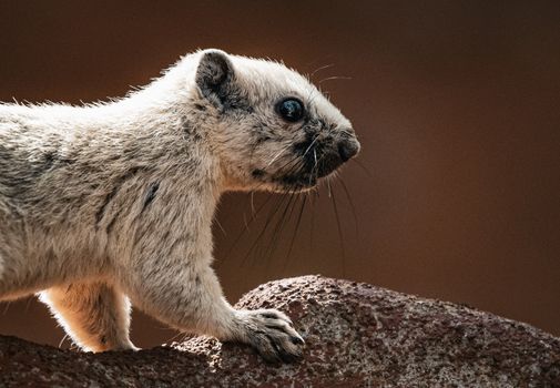 A detailed close-up of a white squirrel perched on a rock in Thailand, highlighting its textured fur and alert expression.