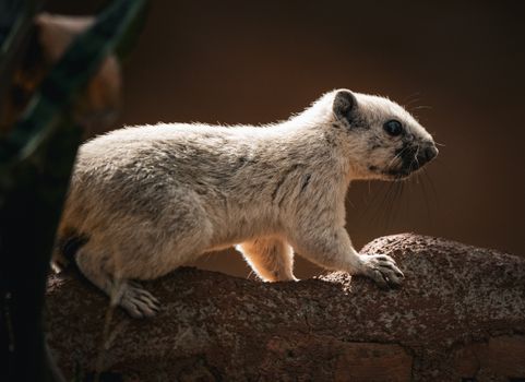 A stunning close-up of a white squirrel on a rock with soft lighting in Thailand.